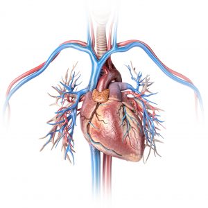 Cell Therapy for Heart Failure Shows Benefit at Phase III
