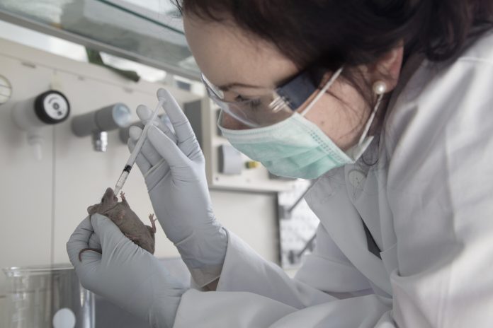 Germany, Research laboratory, Young female scientist treating laboratory mouse