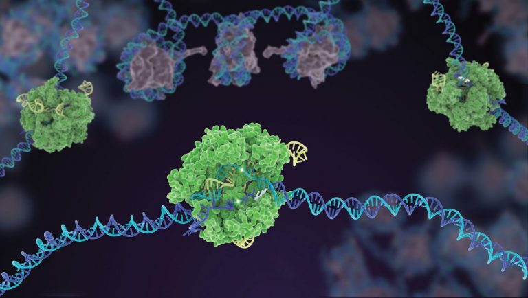 Rutgers Researchers Reveal New Approach to Genome Editing