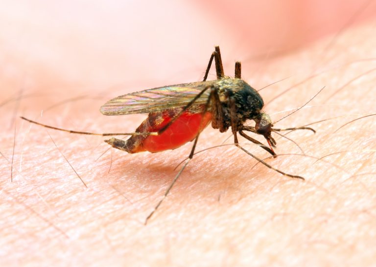 Close-up of Anopheles mosquito biting a human