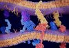 Peptide Microdroplets Rewire the PD-1/PD-L1 Checkpoint in Resistant Colorectal Cancer