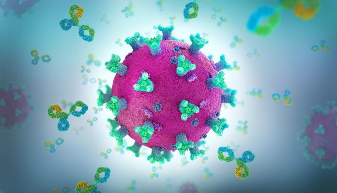 Antibody proteins attacking coronavirus, illustration