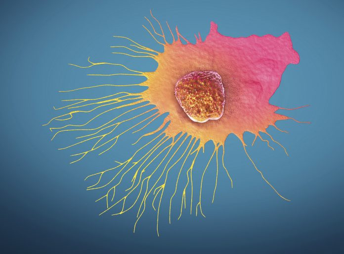 Migrating breast cancer cell, illustration