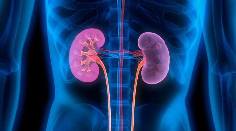 3D Illustration of human kidneys to illustrate kidney transplants
