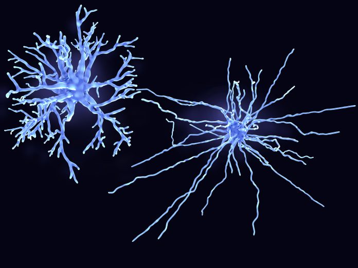Protoplasmic and fibrous astrocytes, illustration