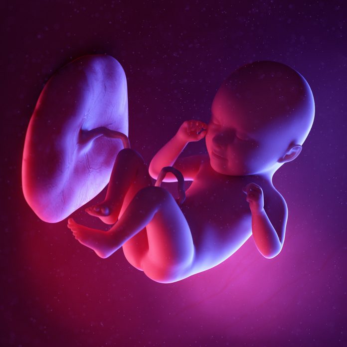 Fetus at week 35, illustration