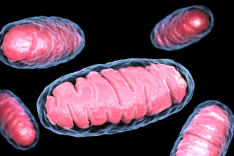 Mitochondrial Genetic Variants Inherited from Mother Can Influence Offspring’s Risk of Common Diseases