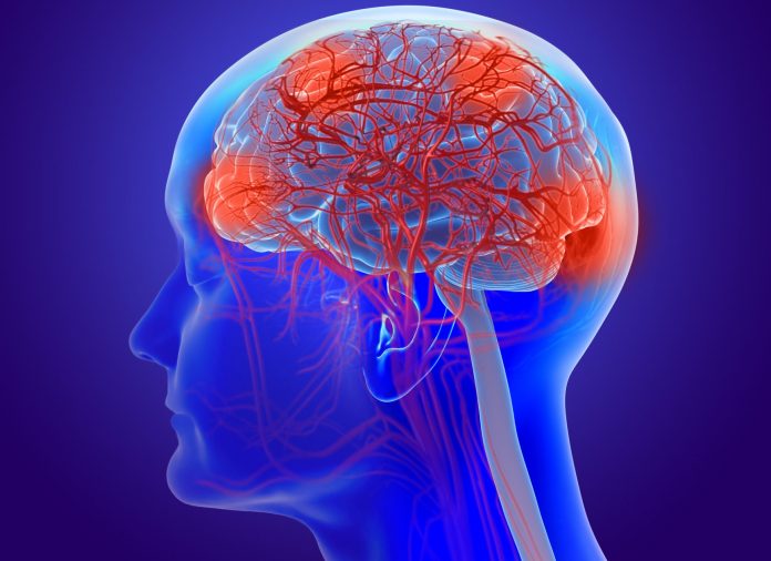 3d illustration of the human brain with visible blood vessels illustrating Alzheimer's disease and dementia, which Biogen is developing treatments for