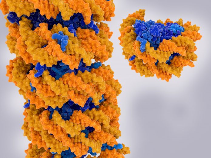 Chromatin strand and isolated nucleosome. DNA (yellow), histones (blue).