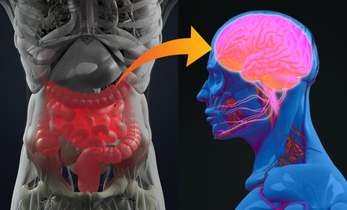 Gut-brain connection or gut brain axis. Concept art showing a connection from the gut to the brain to show link between conditions such as Alzheimer's disease and gut disorders.