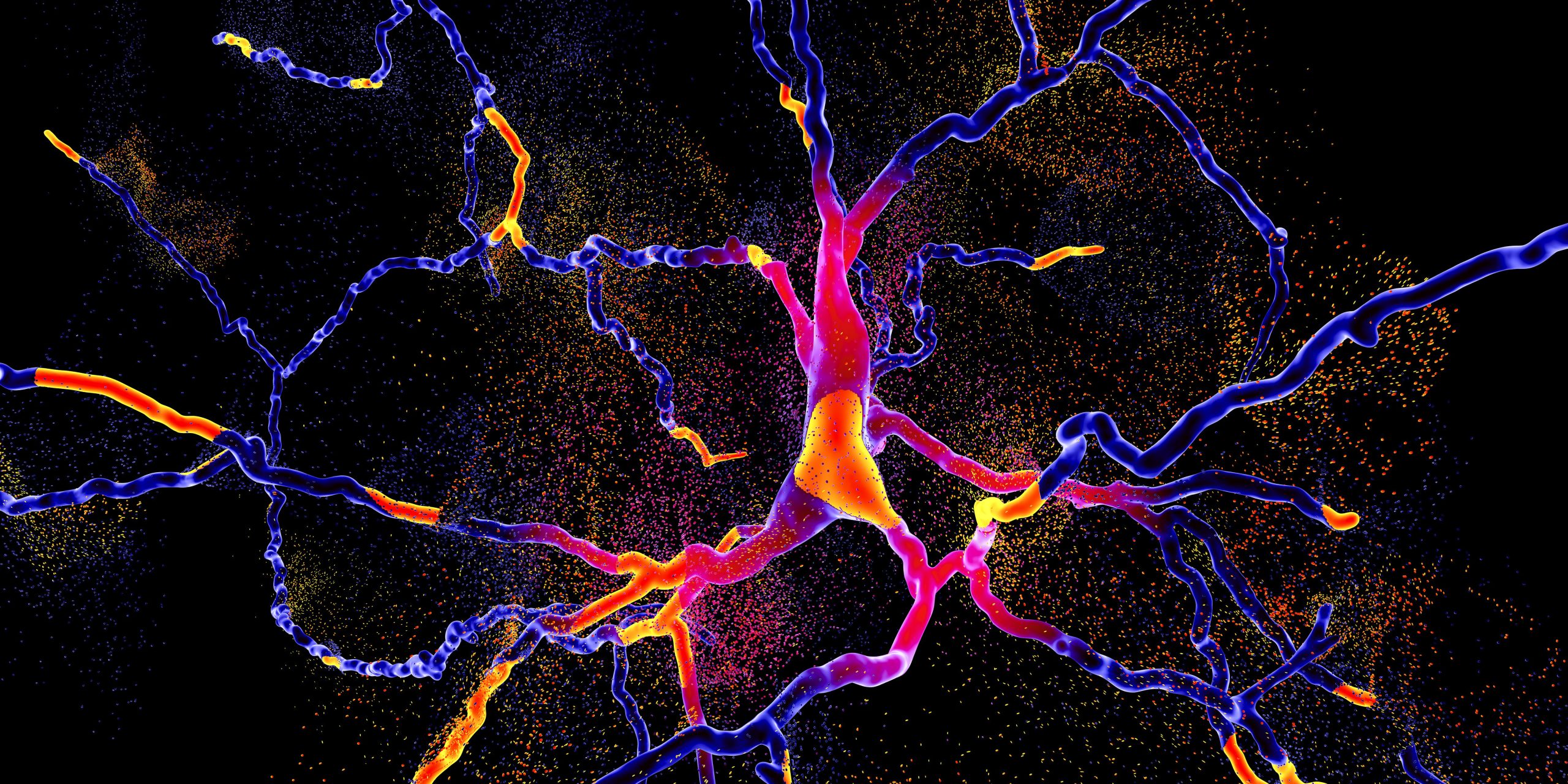Researchers at the University of Wisconsin-Madison report that they have identified a protein that allows for the production of norepinephrine neurons