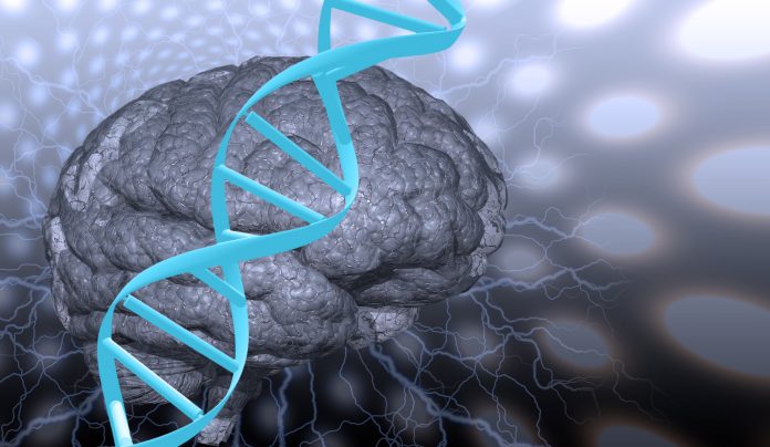 DNA strand and brain
