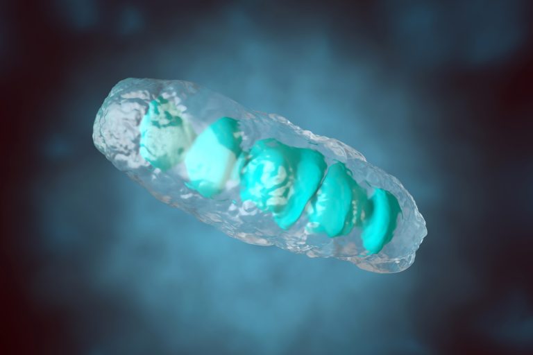 3D rendered Illustration, visualisation of a anatomically correct Mitochondrion, a organelle of most eukaryotic and other cells - to illustrate mitochondrial DNA changes in cancer