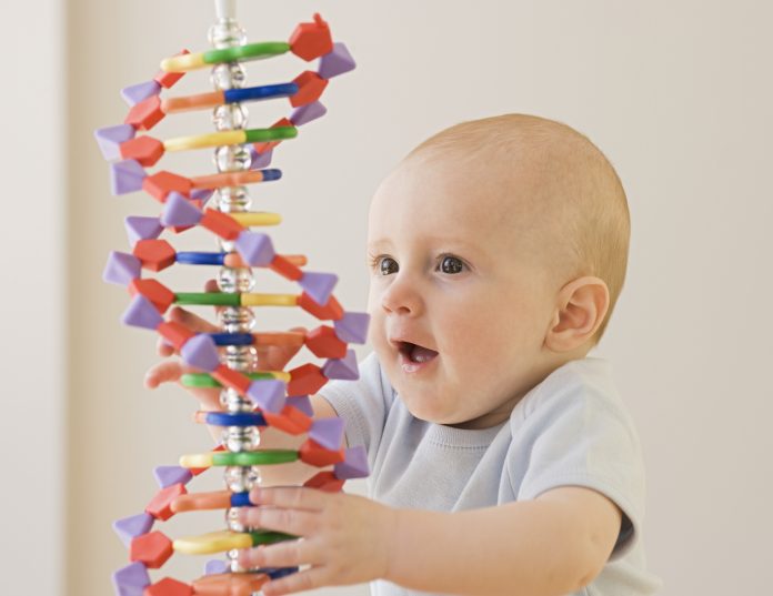 Baby playing with DNA model