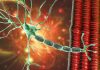 Genetic Cause of Spinocerebellar Ataxia 4 Identified