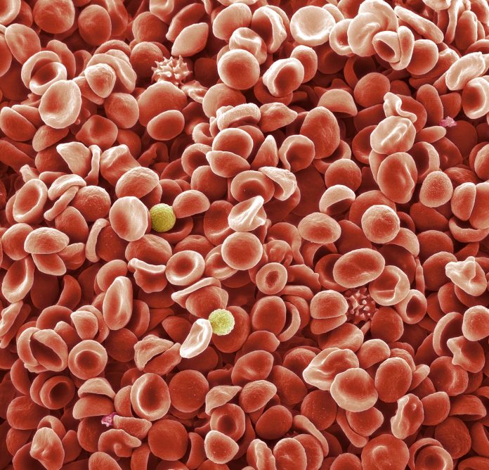 Human blood cells, SEM