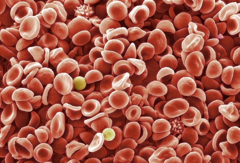 Engineered Red Blood Cells Could Develop New COVID-19 Vaccines