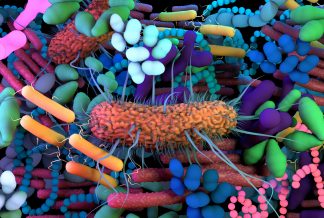 Human gut microbiome picture showing a variety of microbes including fungi such as Candida albicans