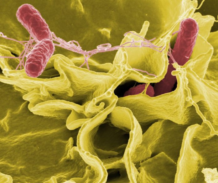 Salmonella bacteria, a common cause of food poisoning, invade an immune cell.