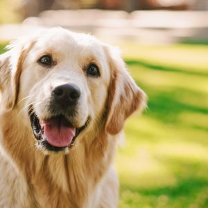 Catching Cancer Sooner in Dogs