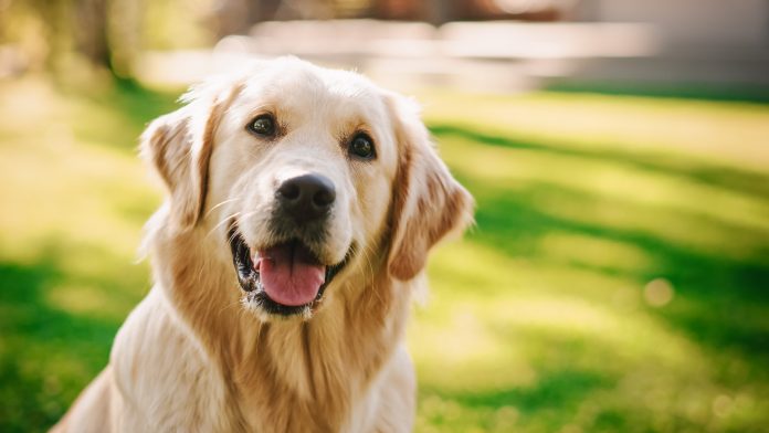 Loyal Golden Retriever Dog Sitting on a Green Backyard Lawn, Looks at Camera. Top Quality Dog Breed Pedigree Specimen Shows it's Smartness, Cuteness, and Noble Beauty. Colorful Portrait Shot