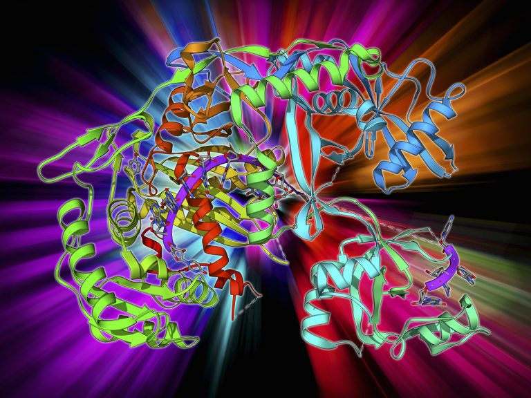 Argonaute protein and microRNA