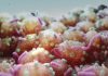 CRISPR-Based Test Offers Fast Antimicrobial Resistance Detection in Low-Resource Settings