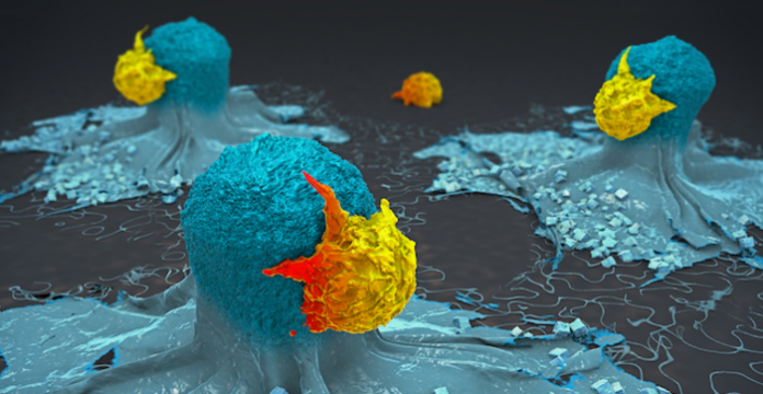 3D image showing immune cells attacking cancer cells in immunotherapy