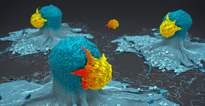 3D image illustrating immune cells attacking cancer cells in immunotherapy such as that used in cancers with mismatch repair deficiency
