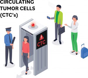 Circulating Tumor Cells (CTC's) illustration