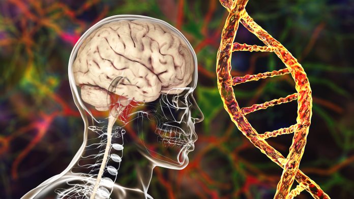 Genetic brain disorders, conceptual illustration