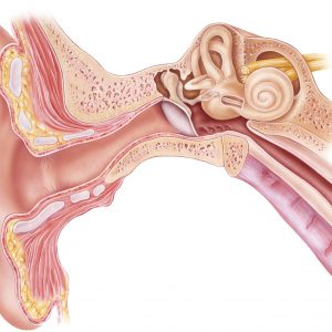 Mogrify, Astellas Collaboration to Examine In Vivo Regenerative Medicine Treatment Approaches to Hearing Loss
