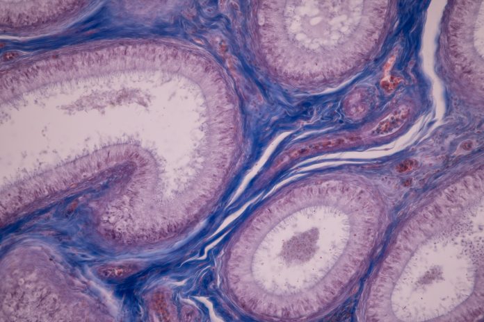 Anatomy and Histological Ovary and Testis human cells (which form gonads or sex organs during development) under microscope.
