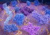 Mutation in Lymphoma T Cells Harnessed to Create Potent New Immunotherapy Approach