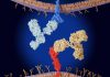 New Immune Mechanism That Interferes with Checkpoint Inhibitors Revealed