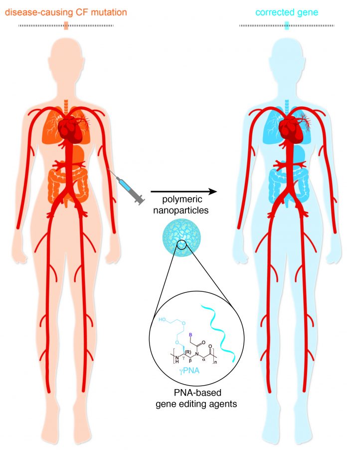 Schematic illustration of the intended therapeutic effect of intravenously administered PNA-based gene editing nanoparticles: to ameliorate CF in multiple affected organs by correcting the underlying genetic mutation.
