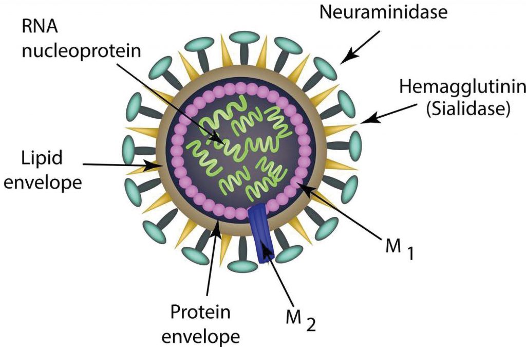 Figure 2. Schematic of influenza A 