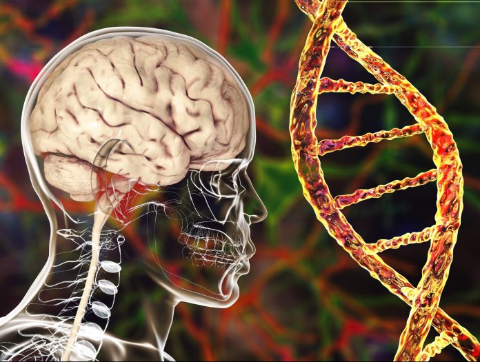 Illustration of a human head and neck showing a cut-through to the brain on the left hand side on a background picture of fluorescent neurons and with a DNA helix to the right hand side to represent genetic brain and neurological disorders such as the movement disorder ataxia.