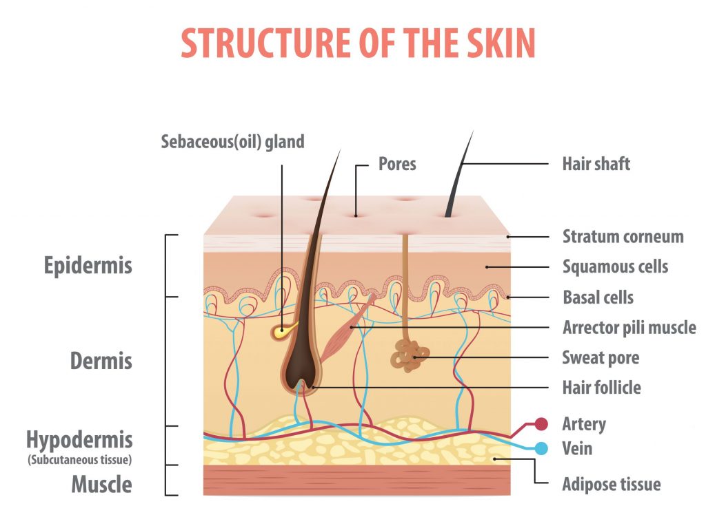 Estructura de la ilustración de gráficos de información de la piel