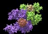 How Cancer-Causing Proteins Accumulate May Shape Response to PROTACs