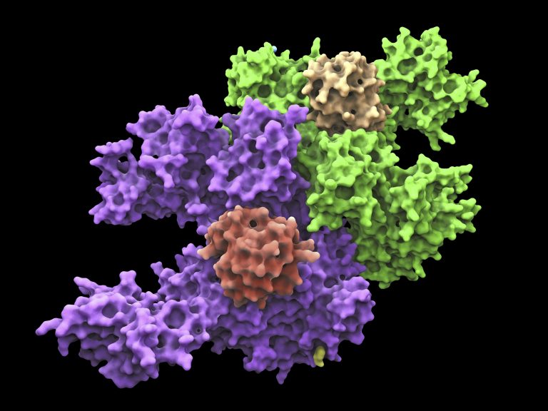 Ubiquitin activating enzyme protein E1