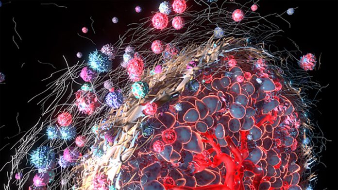 cancer-associated fibroblasts