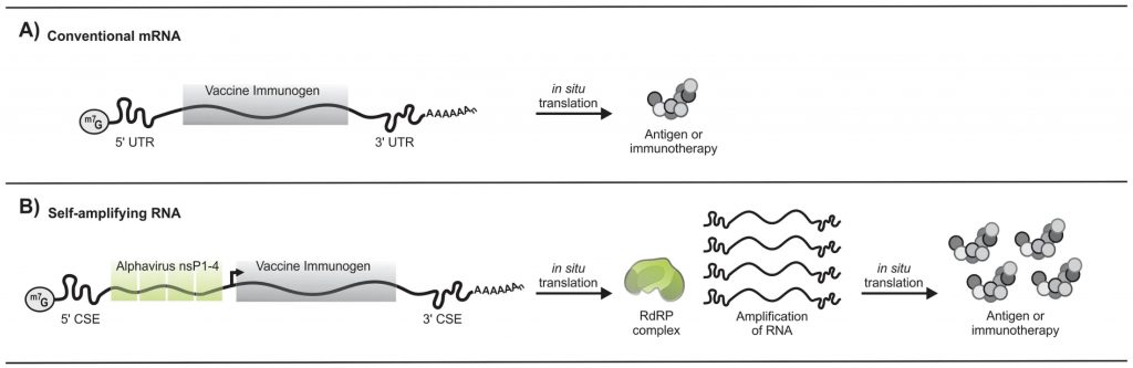 ARNm convencionales
