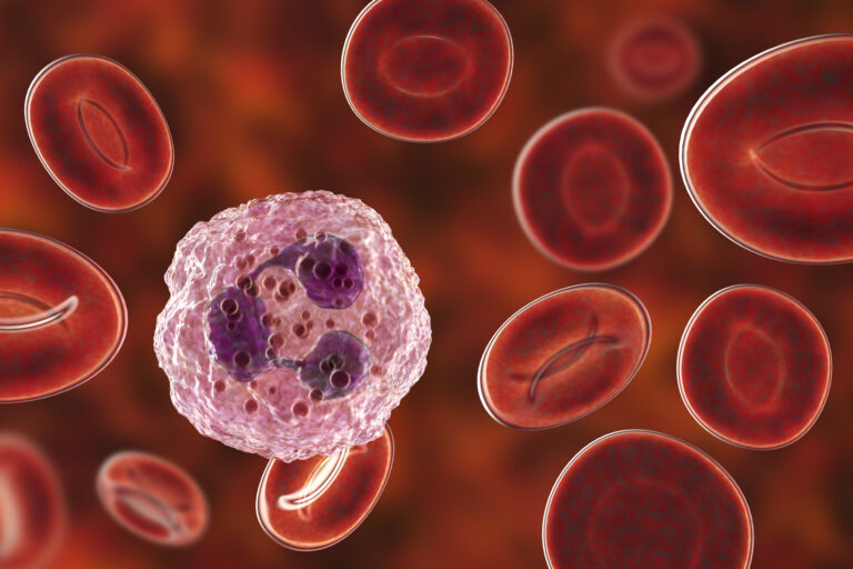 Neutrophil white blood cell, illustration