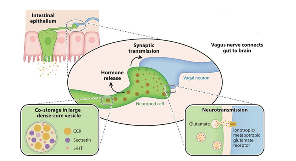 Illustration of simultaneous synaptic transmission and hormone release in an intestinal neuropod cell