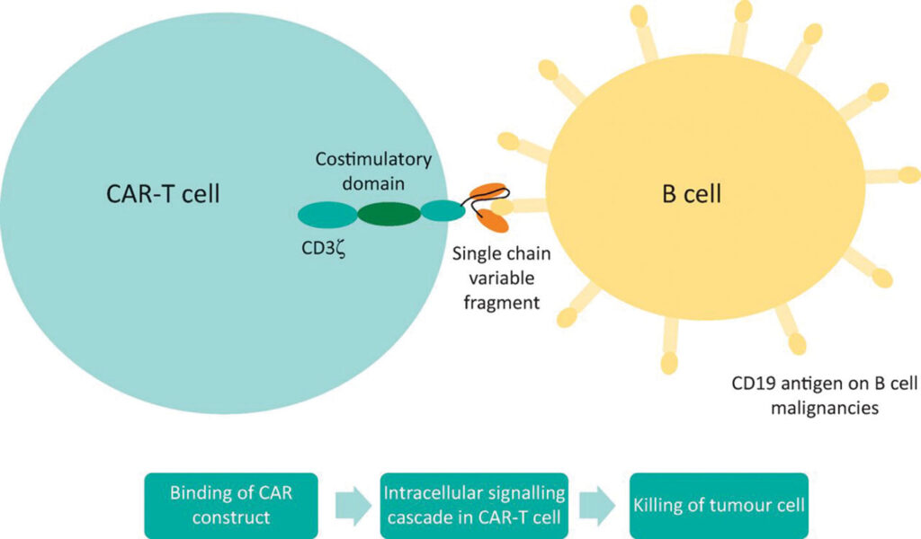 Anti-CD19 CAR T-cell illustration