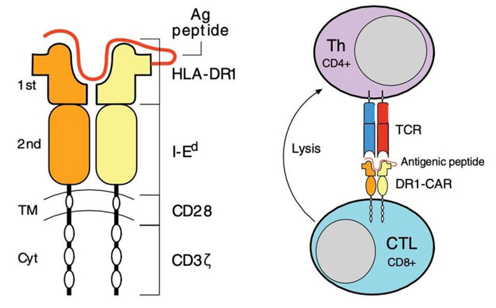 CAR T cell design targeting malignant helper T cells
