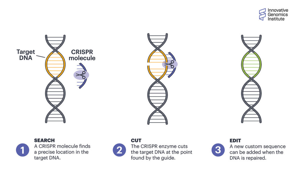 How CRISPR works illustration