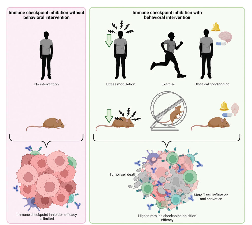 Behavioral Factors to Modulate Immunotherapy Efficacy in Cancer illustration