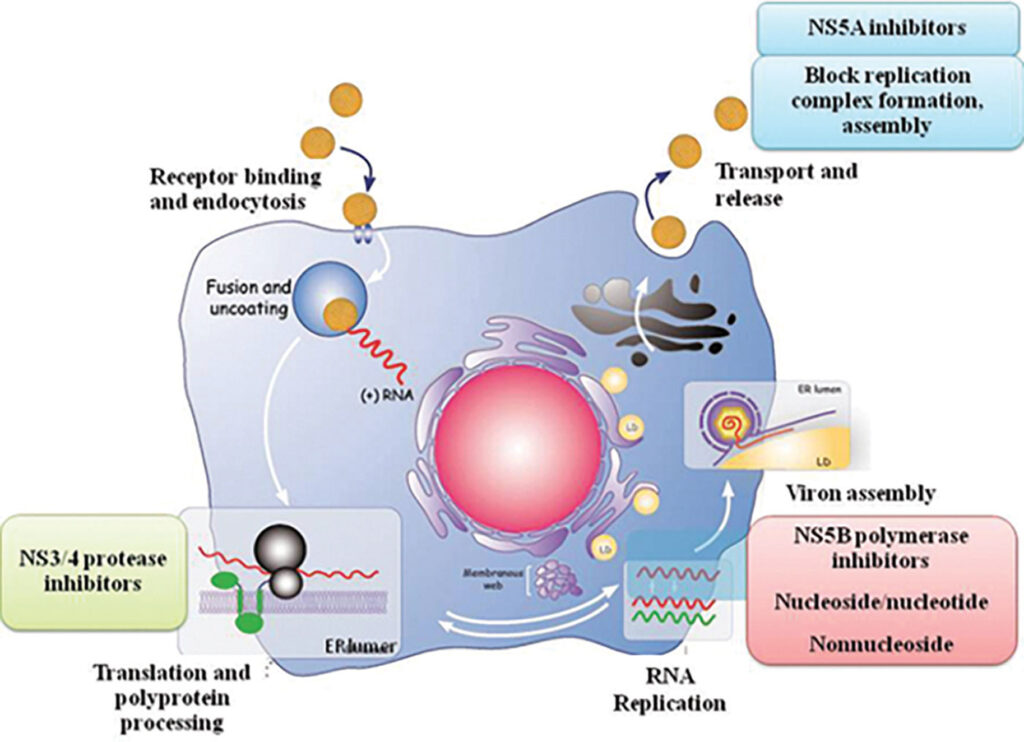 The direct-acting antiviral targets in the hepatitis C virus replication cycle. illustration